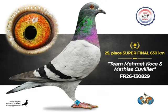 Derby AS Croatia 2026 Super Final Auction: 631 Kilometers of Courage, Now a Chance for Breeders! 17 16