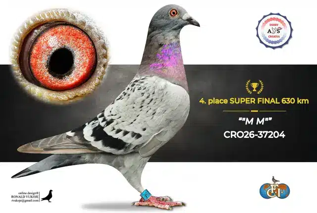 Derby AS Croatia 2026 Super Final Auction: 631 Kilometers of Courage, Now a Chance for Breeders! 3 2
