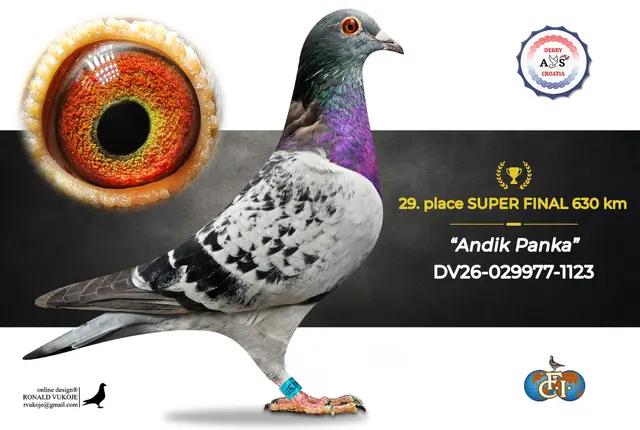Derby AS Croatia 2026 Super Final Auction: 631 Kilometers of Courage, Now a Chance for Breeders! 21 20