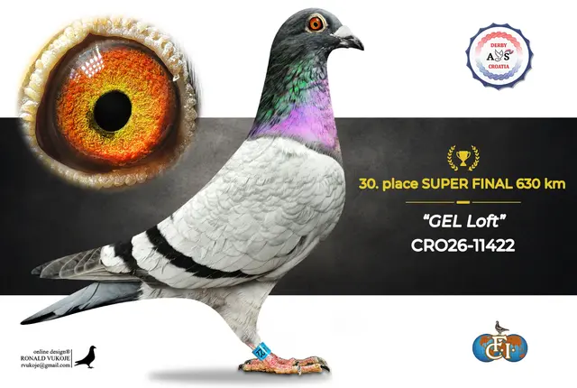 Derby AS Croatia 2026 Super Final Auction: 631 Kilometers of Courage, Now a Chance for Breeders! 22 21