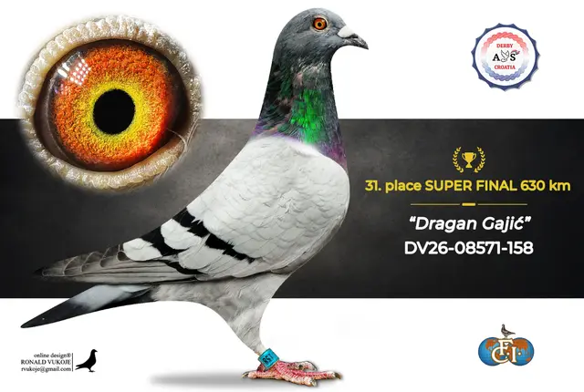 Derby AS Croatia 2026 Super Final Auction: 631 Kilometers of Courage, Now a Chance for Breeders! 23 22