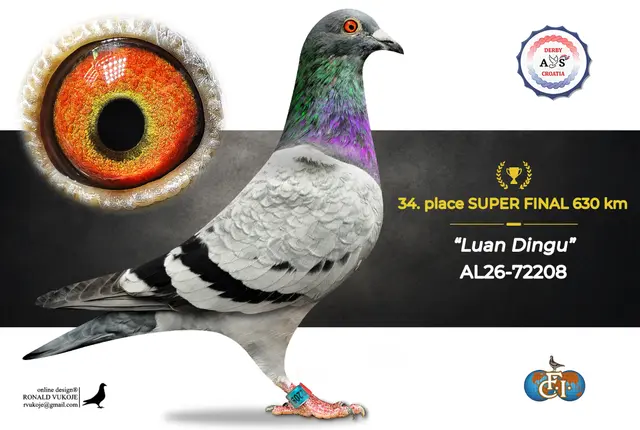 Derby AS Croatia 2026 Super Final Auction: 631 Kilometers of Courage, Now a Chance for Breeders! 26 25
