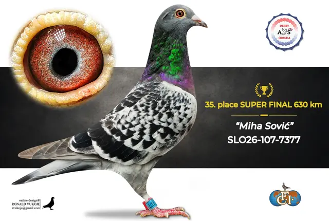 Derby AS Croatia 2026 Super Final Auction: 631 Kilometers of Courage, Now a Chance for Breeders! 27 26