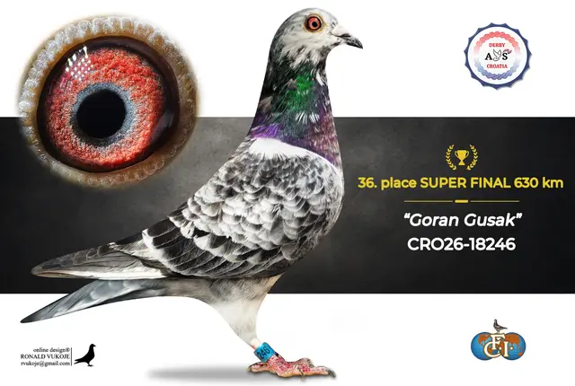 Derby AS Croatia 2026 Super Final Auction: 631 Kilometers of Courage, Now a Chance for Breeders! 28 27