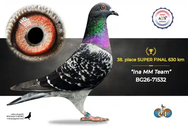 Derby AS Croatia 2026 Super Final Auction: 631 Kilometers of Courage, Now a Chance for Breeders! 30 29