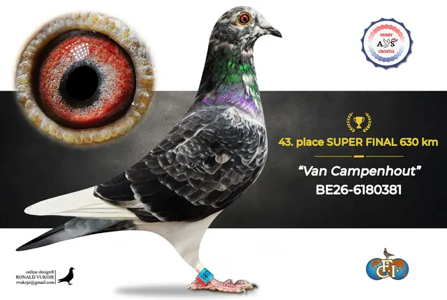 Derby AS Croatia 2026 Super Final Auction: 631 Kilometers of Courage, Now a Chance for Breeders! 35 34