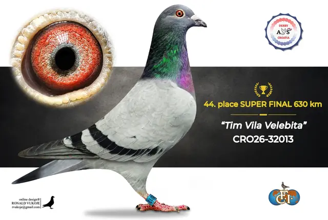 Derby AS Croatia 2026 Super Final Auction: 631 Kilometers of Courage, Now a Chance for Breeders! 36 35