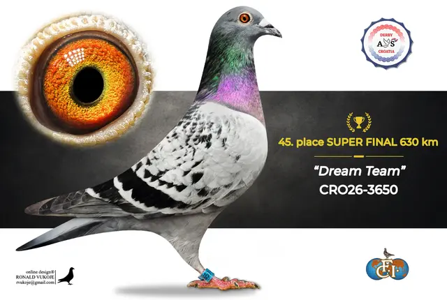 Derby AS Croatia 2026 Super Final Auction: 631 Kilometers of Courage, Now a Chance for Breeders! 37 36