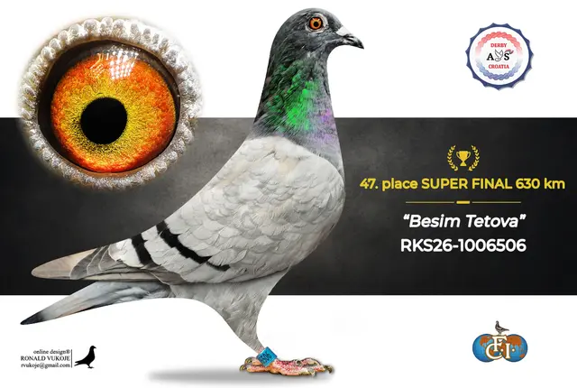 Derby AS Croatia 2026 Super Final Auction: 631 Kilometers of Courage, Now a Chance for Breeders! 39 38