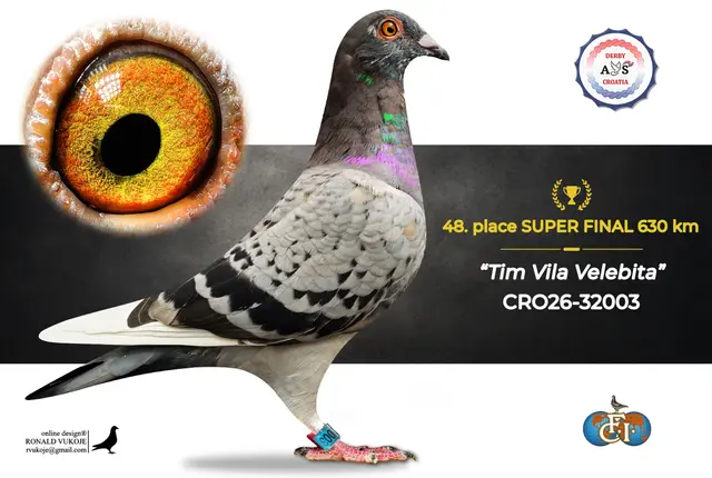 Derby AS Croatia 2026 Super Final Auction: 631 Kilometers of Courage, Now a Chance for Breeders! 40 39