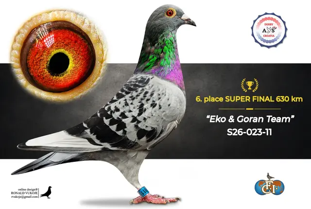 Derby AS Croatia 2026 Super Final Auction: 631 Kilometers of Courage, Now a Chance for Breeders! 5 4