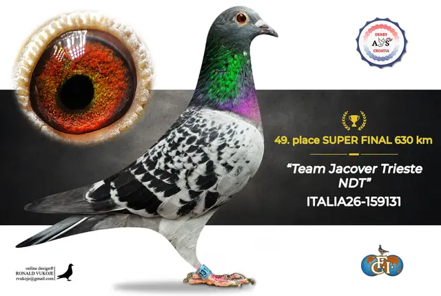 Derby AS Croatia 2026 Super Final Auction: 631 Kilometers of Courage, Now a Chance for Breeders! 41 40