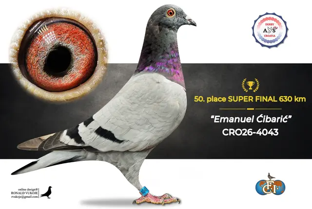 Derby AS Croatia 2026 Super Final Auction: 631 Kilometers of Courage, Now a Chance for Breeders! 42 41