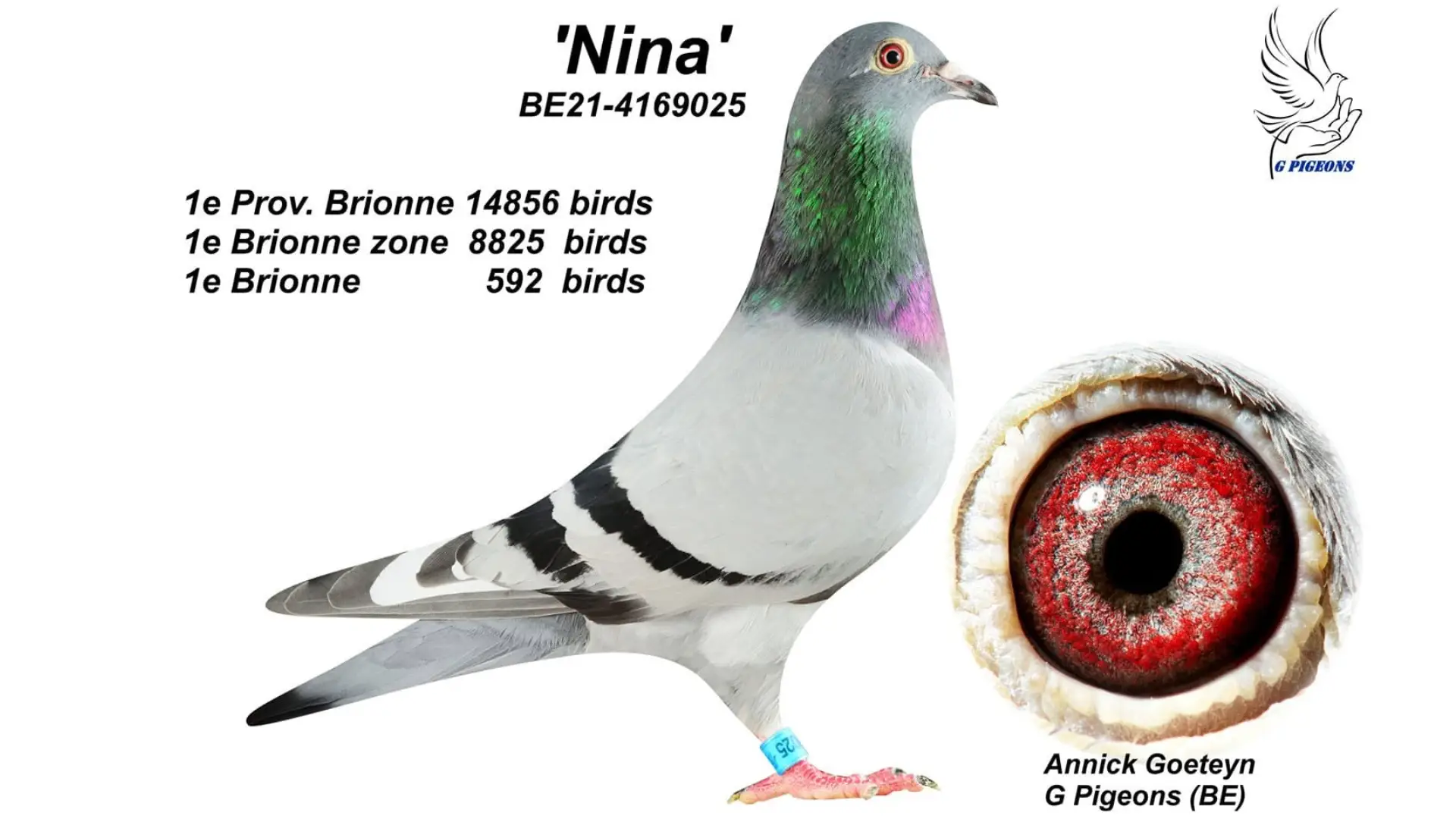 Annick Goeteyn and the Unstoppable Rise of G Pigeons in Deinze 6 B.21-4169025 - Nina