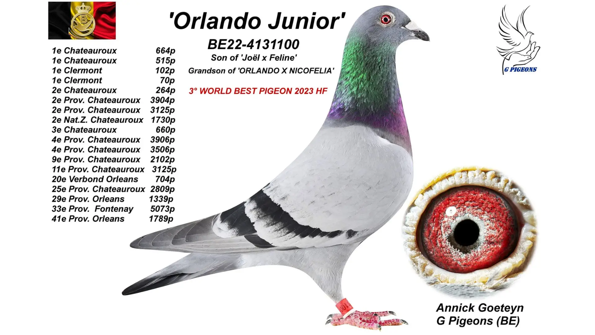 Annick Goeteyn and the Unstoppable Rise of G Pigeons in Deinze 7 B.22-4131100 - Orlando Junior