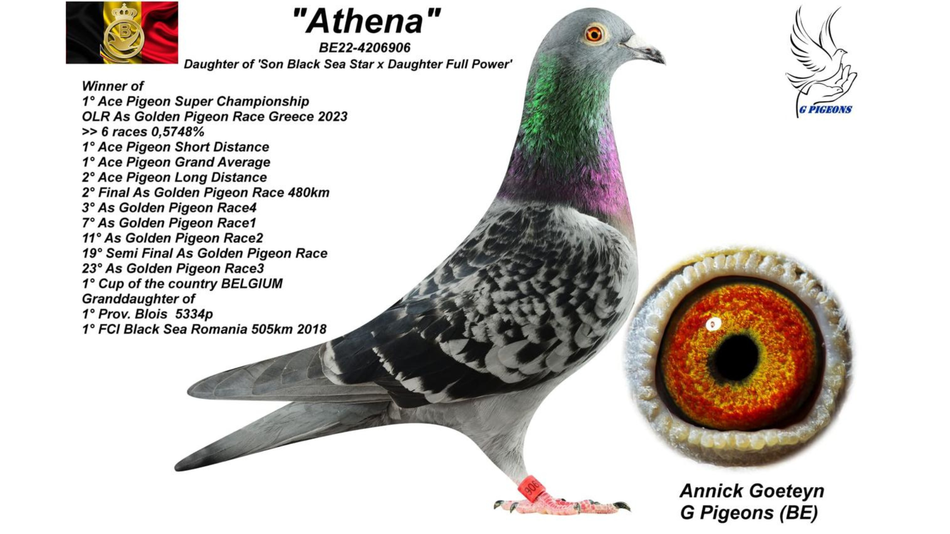 Annick Goeteyn and the Unstoppable Rise of G Pigeons in Deinze 8 B.22-4206906 - Athena