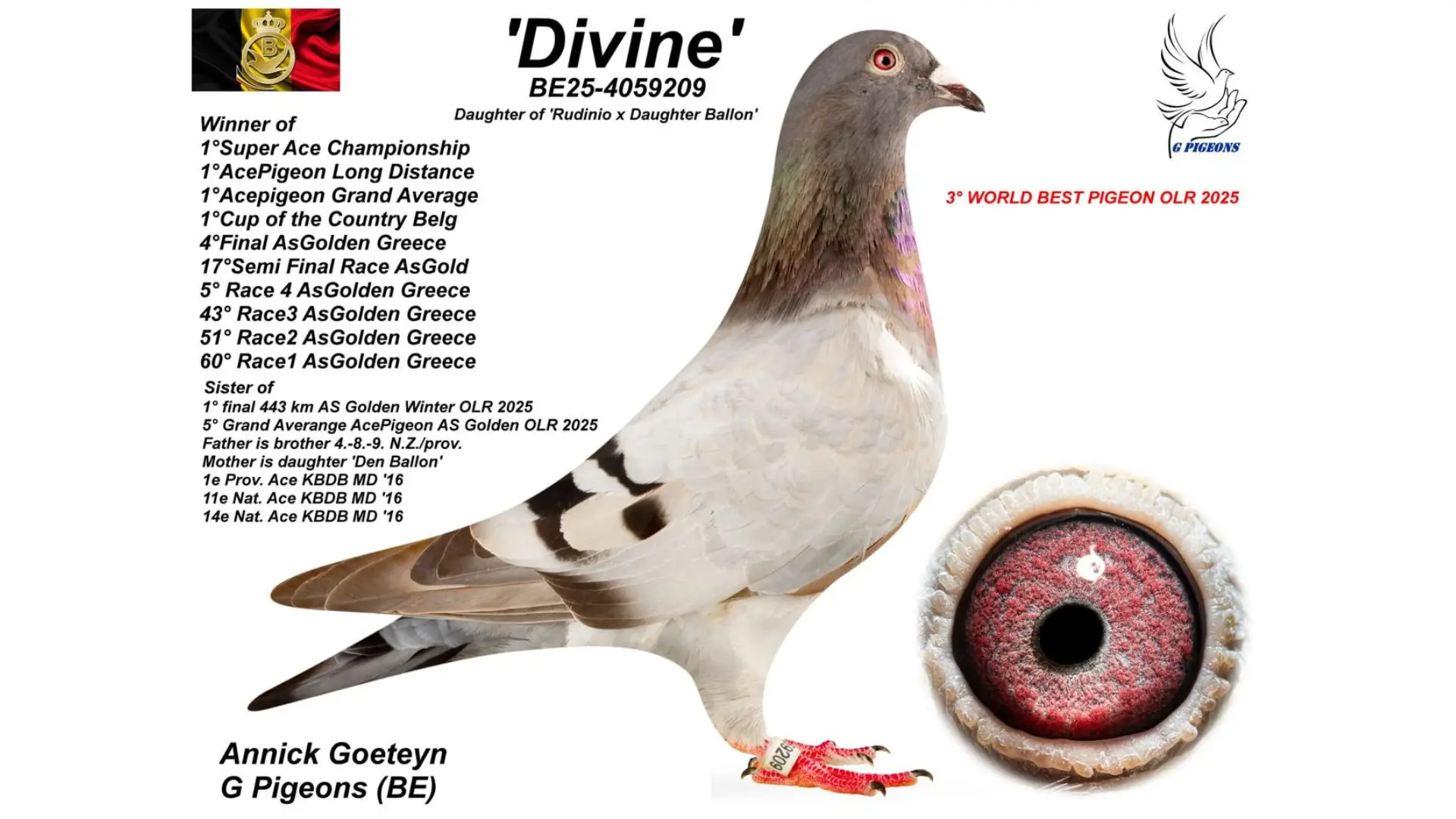 Annick Goeteyn and the Unstoppable Rise of G Pigeons in Deinze 9 B.25-4059209 - Divine