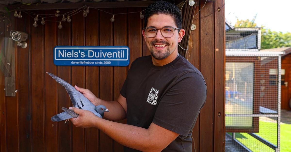 Niels den Dunnen holding a blue grey racing pigeon in front of his wooden pigeon loft.