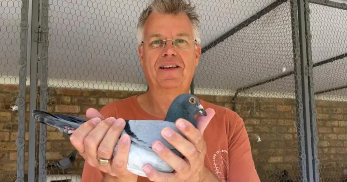 Home 2 Gerard Schalkwijk holding one of his favorite pigeons, author and expert columnist for Pigeon Boss and founder of Schalkwijk Pigeons Lopik