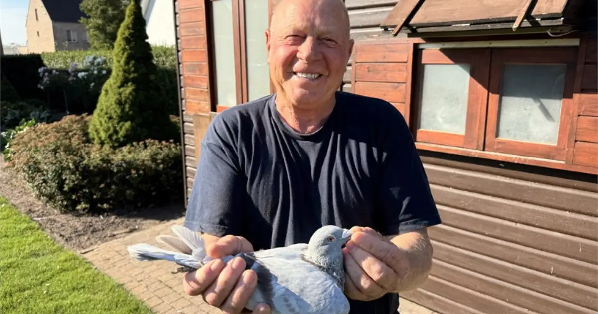 Belgian racing pigeon master Jan van Oeckel holding a pigeon in front of his loft in Oud-Turnhout