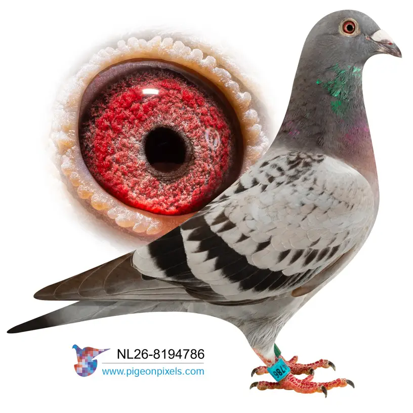 Evert Diepeveen: Championship Bloodlines Under the Hammer at Duiven.net 2 Lot 1 26-8194786