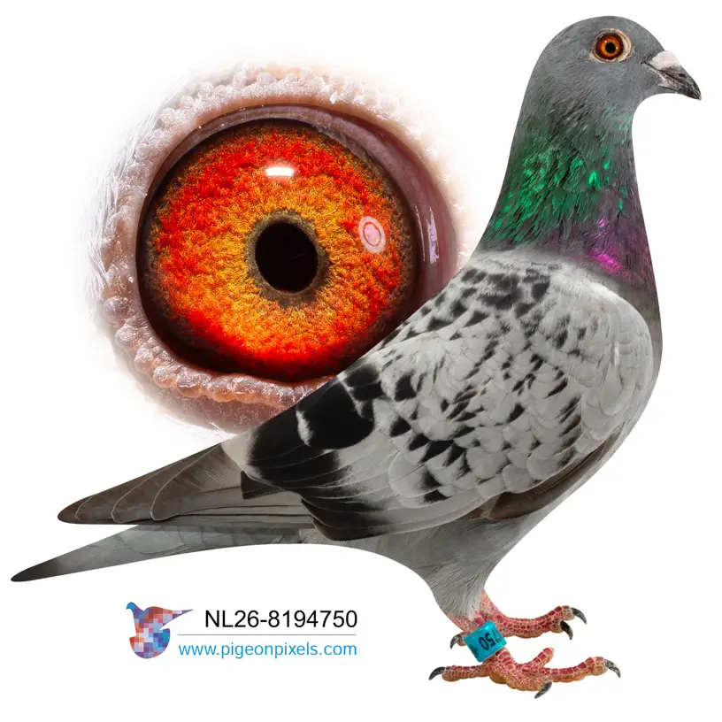 Evert Diepeveen: Championship Bloodlines Under the Hammer at Duiven.net 12 Lot 11 26-8194750
