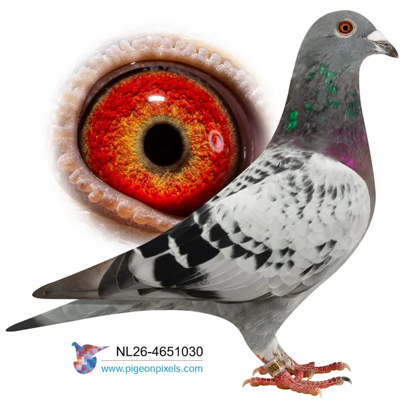 Evert Diepeveen: Championship Bloodlines Under the Hammer at Duiven.net 14 Lot 13 26-4651030