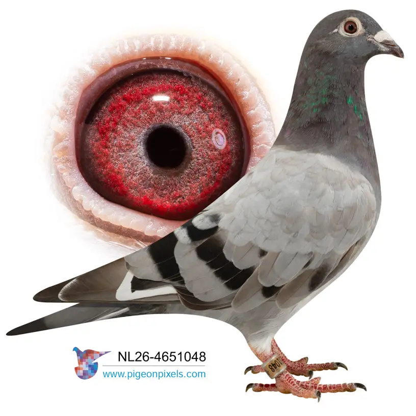 Evert Diepeveen: Championship Bloodlines Under the Hammer at Duiven.net 19 Lot 18 26-4651048