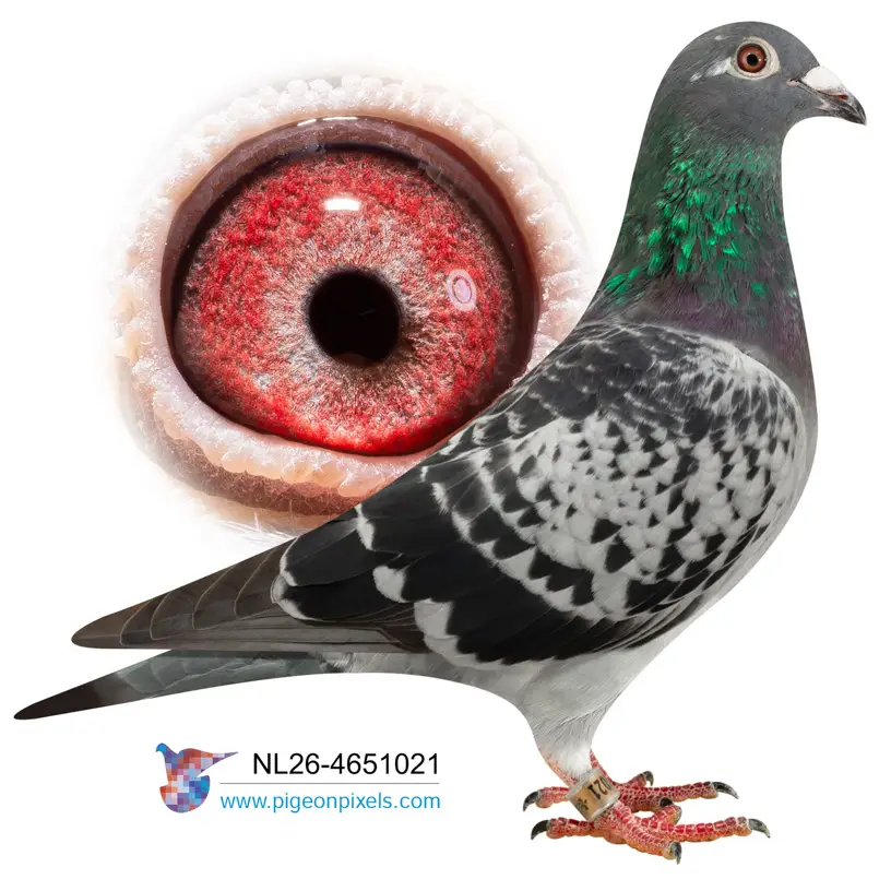 Evert Diepeveen: Championship Bloodlines Under the Hammer at Duiven.net 21 Lot 20 26-4651021