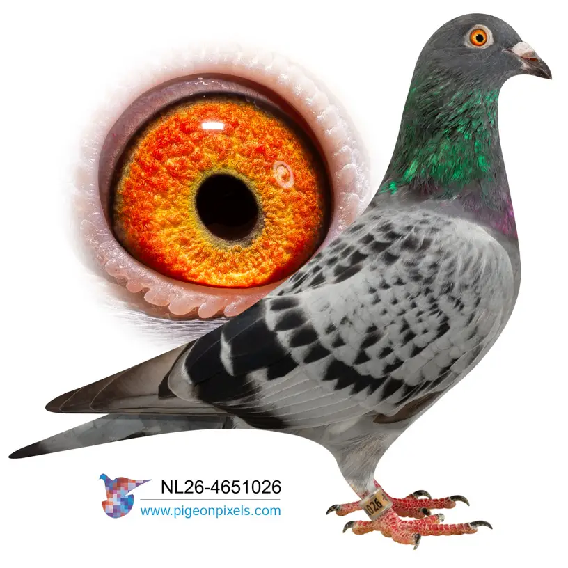 Evert Diepeveen: Championship Bloodlines Under the Hammer at Duiven.net 4 Lot 3 26-4651026