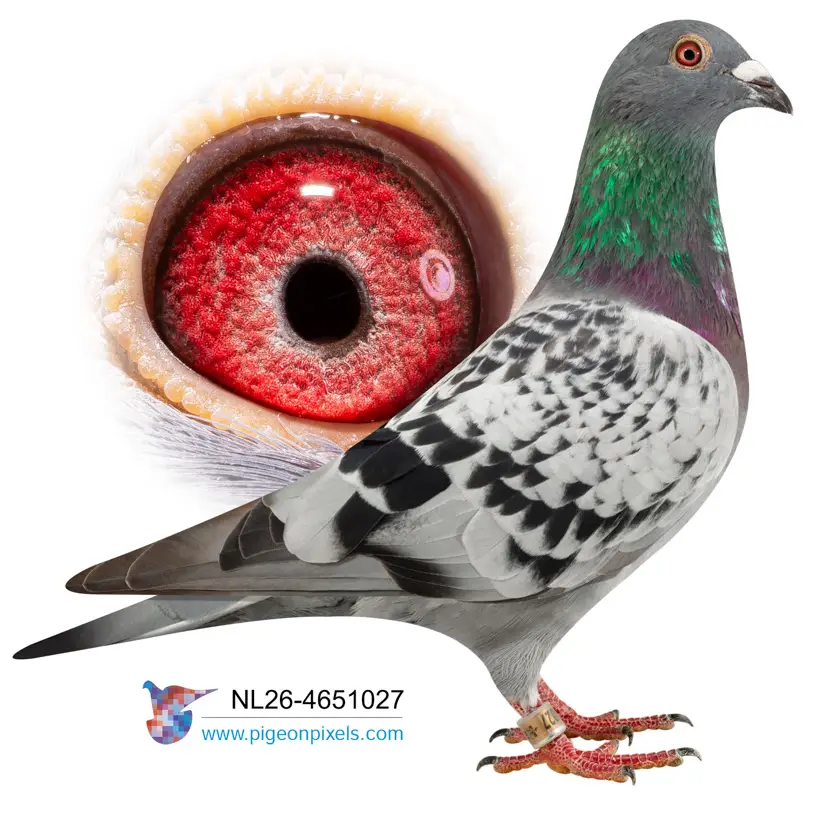 Evert Diepeveen: Championship Bloodlines Under the Hammer at Duiven.net 7 Lot 6 26-4651027