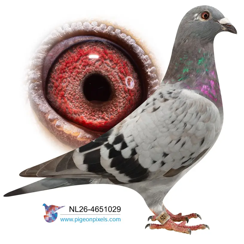 Evert Diepeveen: Championship Bloodlines Under the Hammer at Duiven.net 8 Lot 7 26-4651029