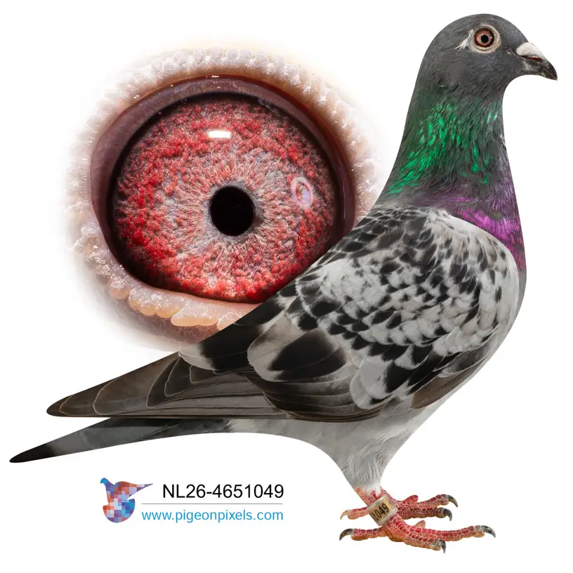Evert Diepeveen: Championship Bloodlines Under the Hammer at Duiven.net 9 Lot 8 26-4651049