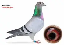 Lasterie Zwiep Bring Champion Bloodlines to GPLoft: 11 Young Pigeons, One Fantastic Opportunity! 2 NL26-8338645