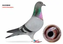 Lasterie Zwiep Bring Champion Bloodlines to GPLoft: 11 Young Pigeons, One Fantastic Opportunity! 3 NL26-8338648