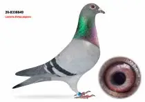 Lasterie Zwiep Bring Champion Bloodlines to GPLoft: 11 Young Pigeons, One Fantastic Opportunity! 4 NL26-8338649