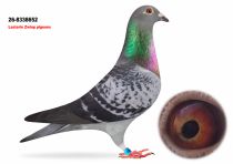 Lasterie Zwiep Bring Champion Bloodlines to GPLoft: 11 Young Pigeons, One Fantastic Opportunity! 5 NL26-8338652