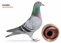 Lasterie Zwiep Bring Champion Bloodlines to GPLoft: 11 Young Pigeons, One Fantastic Opportunity! 6 NL26-8338653