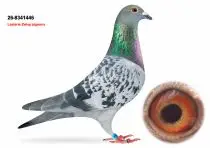 Lasterie Zwiep Bring Champion Bloodlines to GPLoft: 11 Young Pigeons, One Fantastic Opportunity! 7 NL26-8341446