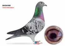 Lasterie Zwiep Bring Champion Bloodlines to GPLoft: 11 Young Pigeons, One Fantastic Opportunity! 8 NL26-8341450