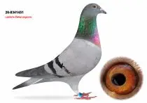 Lasterie Zwiep Bring Champion Bloodlines to GPLoft: 11 Young Pigeons, One Fantastic Opportunity! 9 NL26-8341451