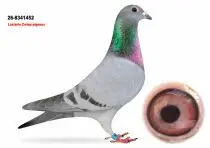 Lasterie Zwiep Bring Champion Bloodlines to GPLoft: 11 Young Pigeons, One Fantastic Opportunity! 10 NL26-8341452
