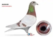 Lasterie Zwiep Bring Champion Bloodlines to GPLoft: 11 Young Pigeons, One Fantastic Opportunity! 11 NL26-8341453