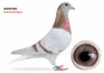 Lasterie Zwiep Bring Champion Bloodlines to GPLoft: 11 Young Pigeons, One Fantastic Opportunity! 12 NL26-8341455