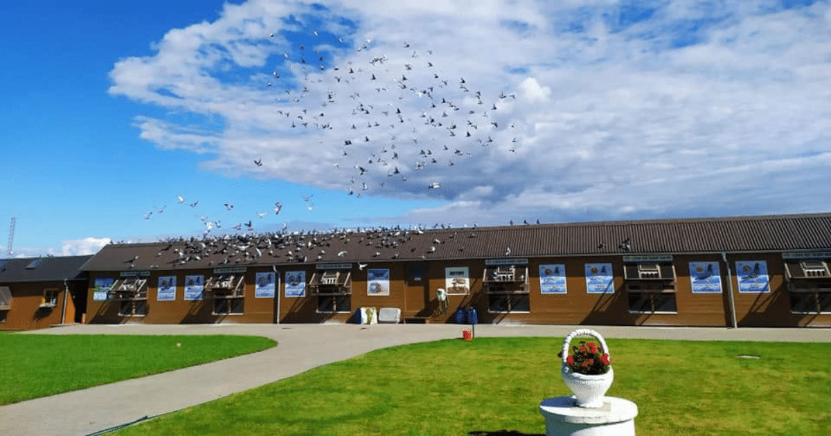 Racing pigeons flocking above the loft facility at the Talent Quatro Final 2026 in Å ternberk.