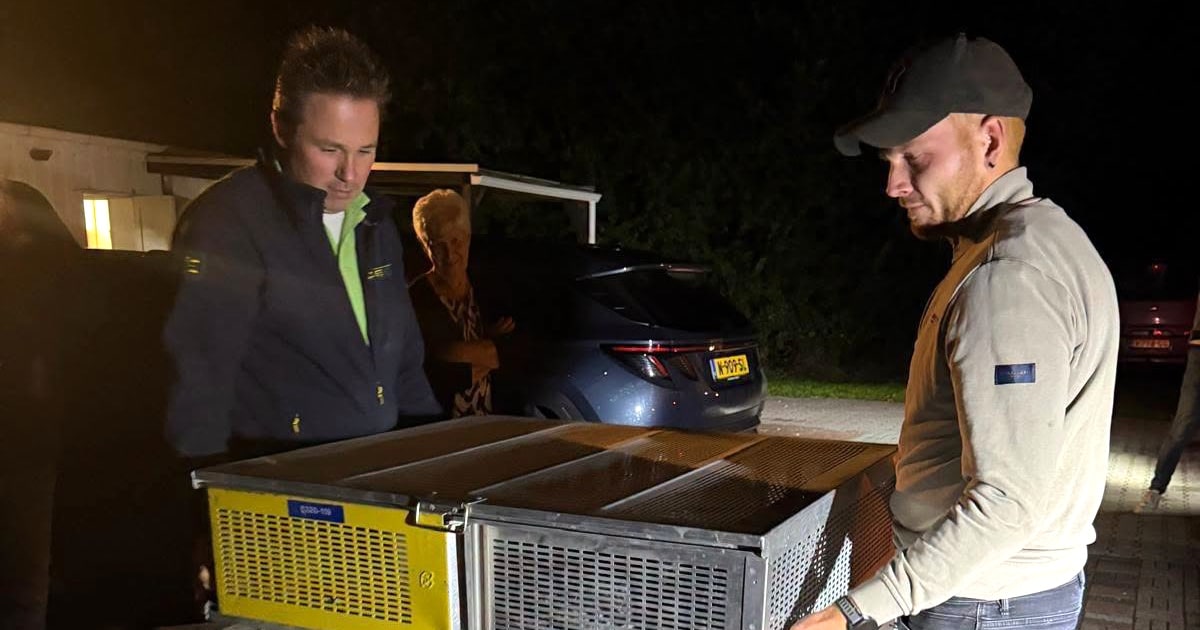 Home 3 Benzing, Two people handling pigeon transport baskets during BENZING Basket Scanner checks at Afdeling Noord
