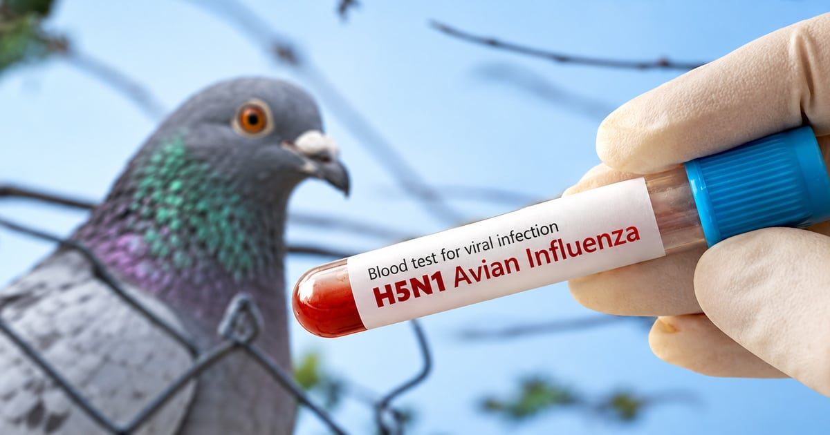 Home 2 Bird Flu In Belgium