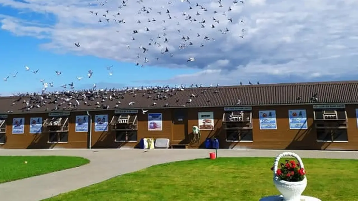 The expansive wooden lofts and flying flock of young racing pigeons at Talent Quatro OLR in Šternberk, Czech Republic