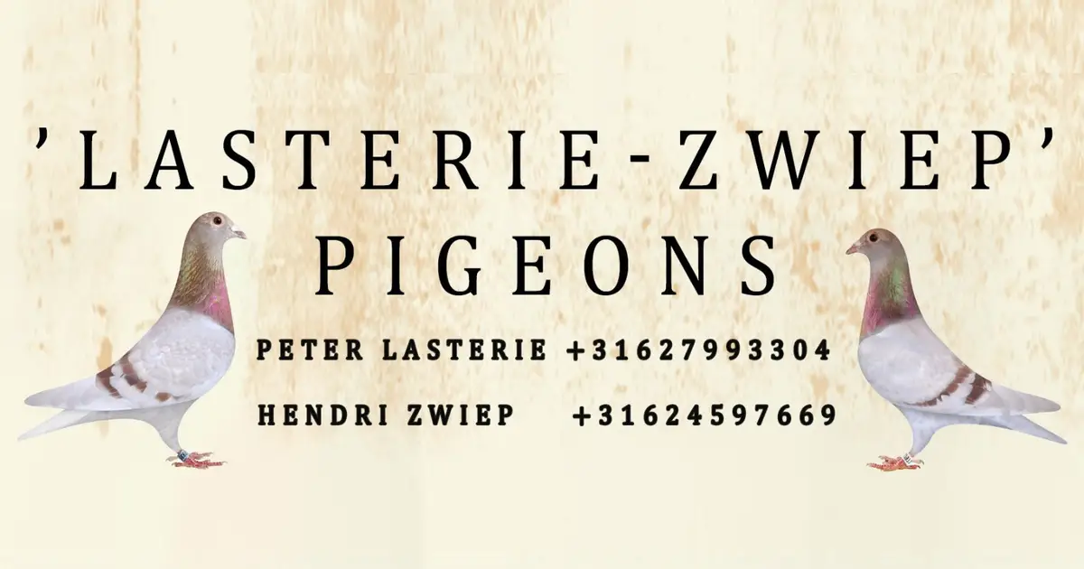 Original Lasterie Zwiep Pigeons banner with two racing pigeons, the loft name, and contact details for Peter Lasterie and Hendri Zwiep